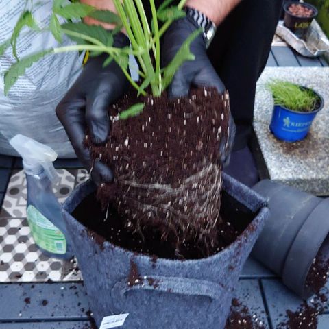 Dosi growlog timeline photo