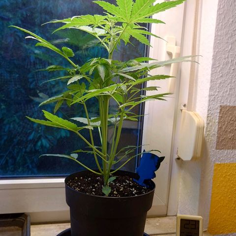 Dosi growlog timeline photo