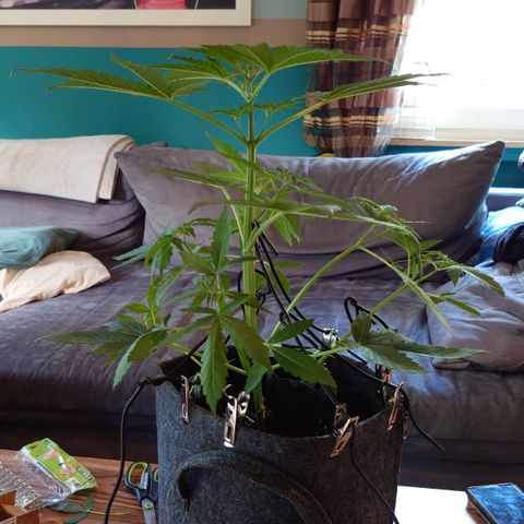 Dosi growlog timeline photo