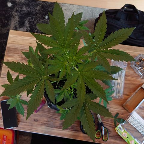 Dosi growlog timeline photo