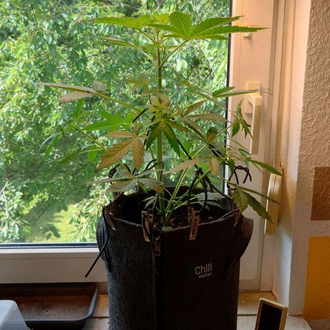 Dosi growlog timeline photo