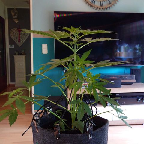 Dosi growlog timeline photo