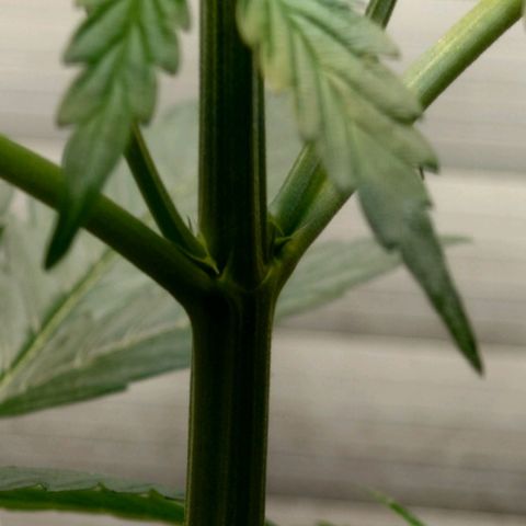 Dosi growlog timeline photo