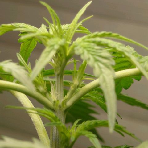 Dosi growlog timeline photo
