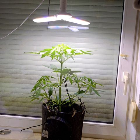 Dosi growlog timeline photo