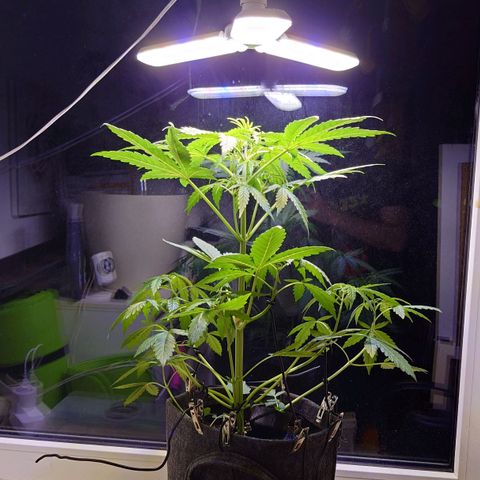 Dosi growlog timeline photo