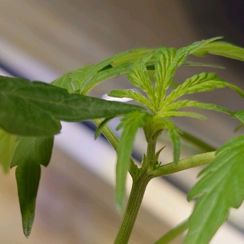 Dosi growlog timeline photo