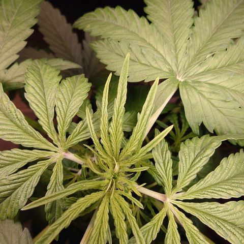 Dosi growlog timeline photo