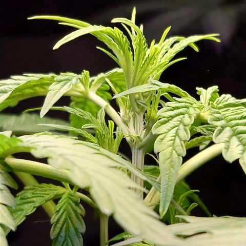 Dosi growlog timeline photo