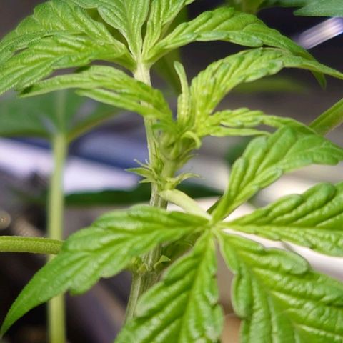 Dosi growlog timeline photo