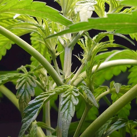 Dosi growlog timeline photo