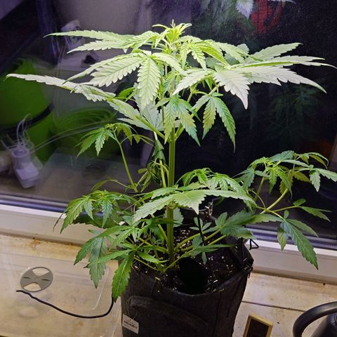 Dosi growlog timeline photo