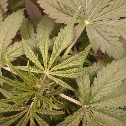 Dosi growlog timeline photo