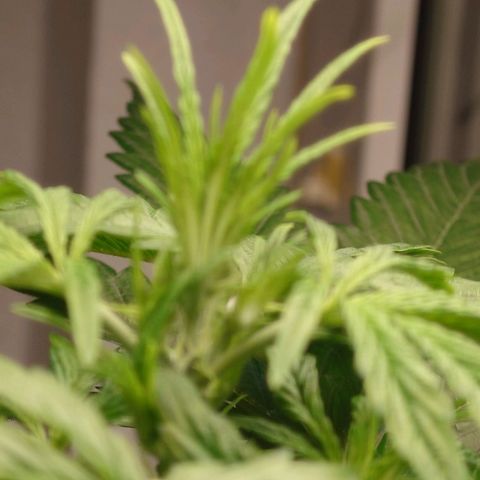 Dosi growlog timeline photo