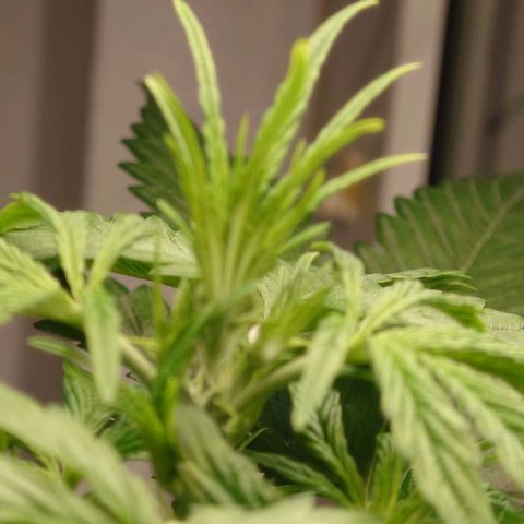 Dosi growlog timeline photo