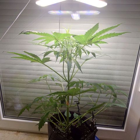 Dosi growlog timeline photo