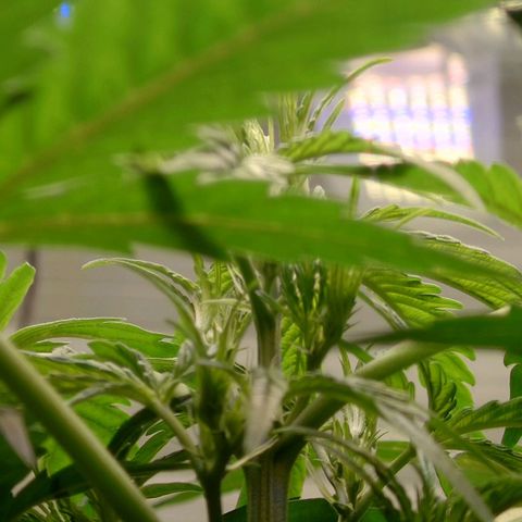Dosi growlog timeline photo