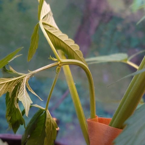 Dosi growlog timeline photo