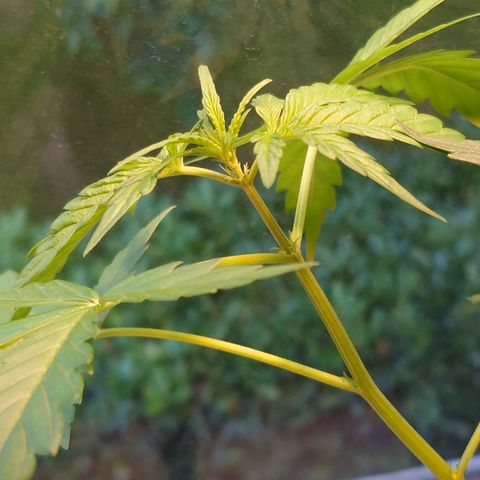 Dosi growlog timeline photo