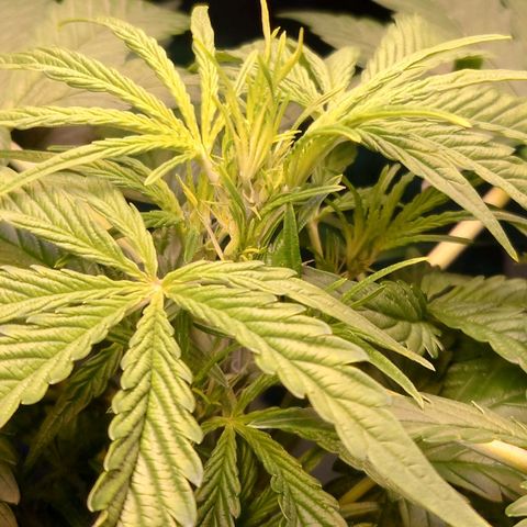Dosi growlog timeline photo