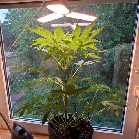 Dosi growlog timeline photo