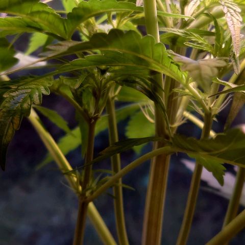 Dosi growlog timeline photo