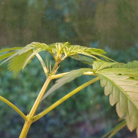 Dosi growlog timeline photo