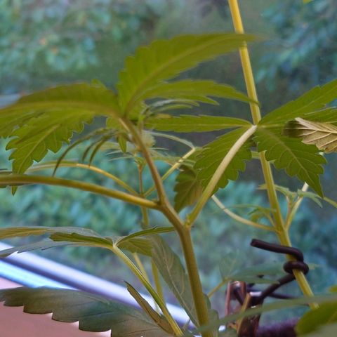 Dosi growlog timeline photo