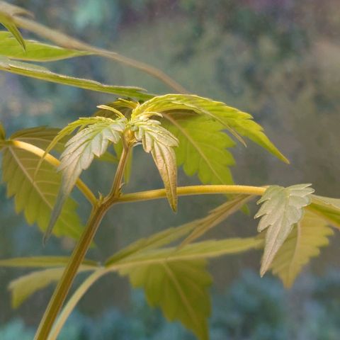 Dosi growlog timeline photo