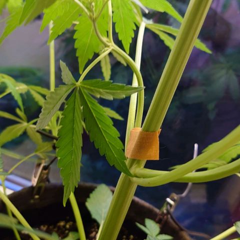 Dosi growlog timeline photo