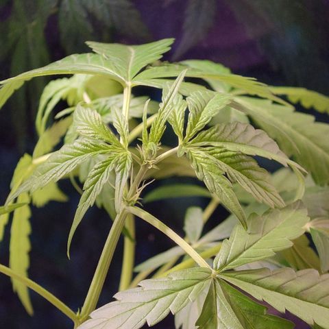 Dosi growlog timeline photo