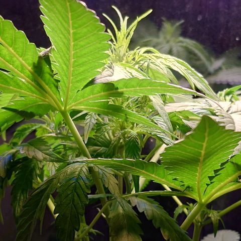 Dosi growlog timeline photo