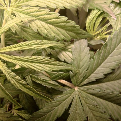 Dosi growlog timeline photo