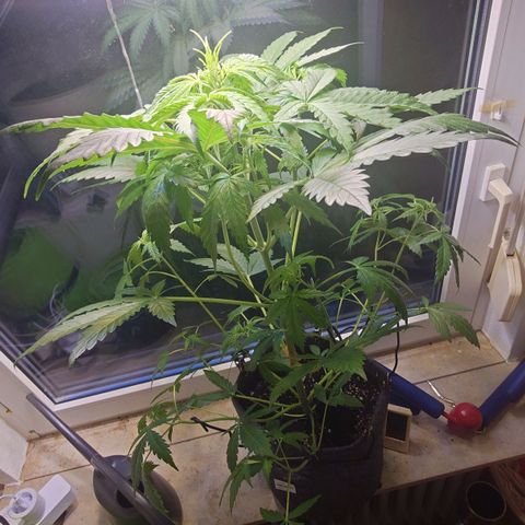 Dosi growlog timeline photo