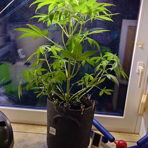 Dosi growlog timeline photo