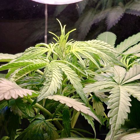 Dosi growlog timeline photo