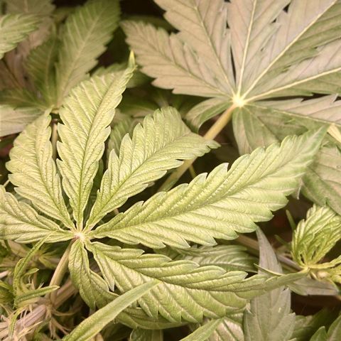 Dosi growlog timeline photo