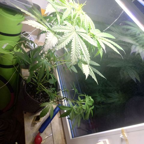 Dosi growlog timeline photo