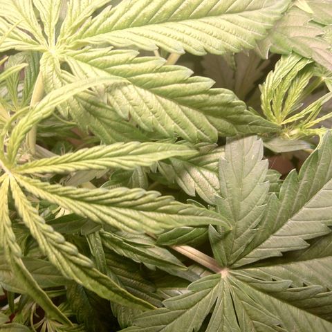 Dosi growlog timeline photo