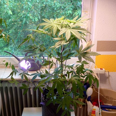 Dosi growlog timeline photo