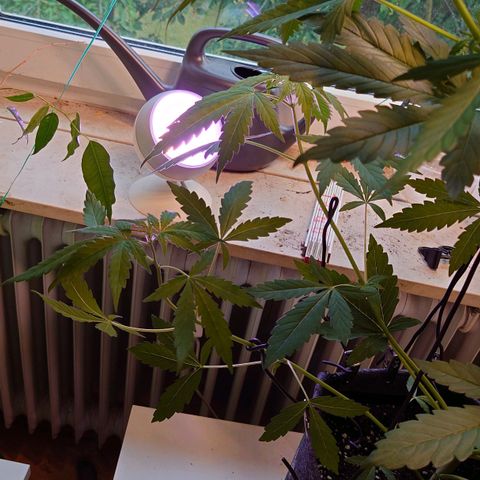 Dosi growlog timeline photo