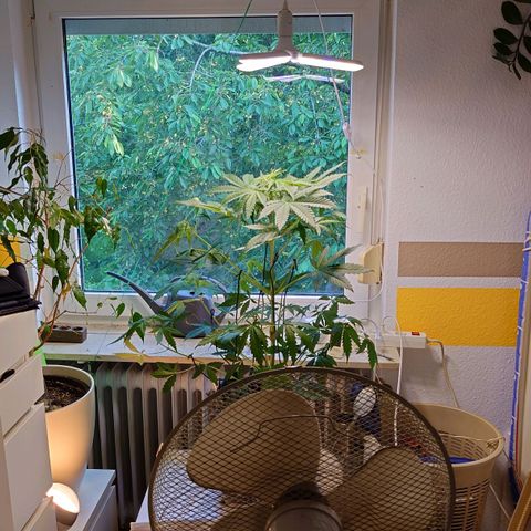 Dosi growlog timeline photo