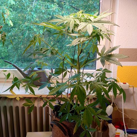 Dosi growlog timeline photo