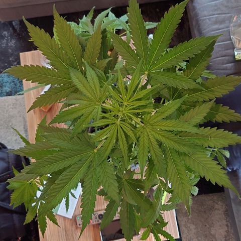 Dosi growlog timeline photo