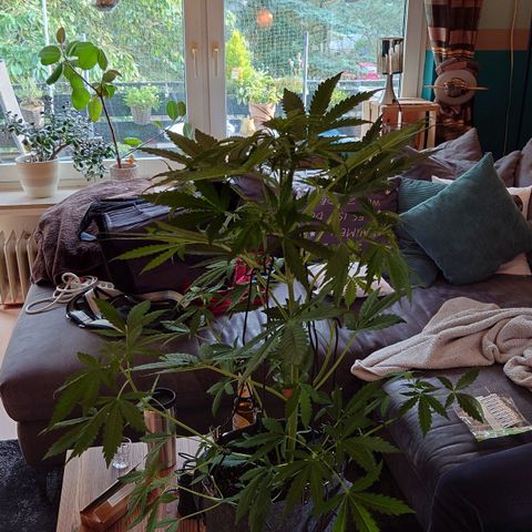 Dosi growlog timeline photo