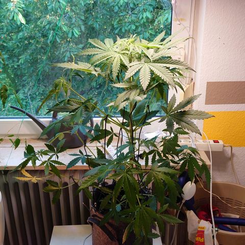 Dosi growlog timeline photo