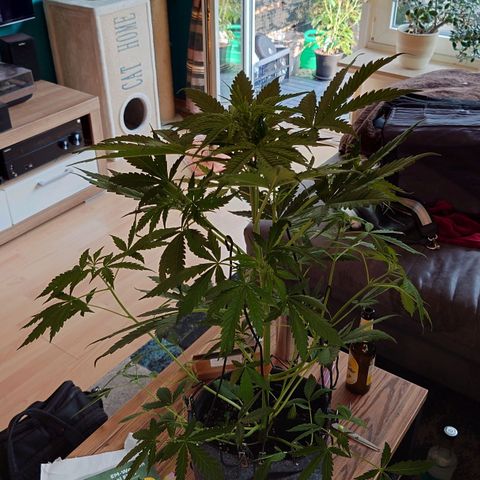 Dosi growlog timeline photo