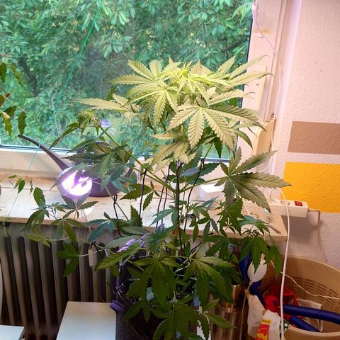 Dosi growlog timeline photo