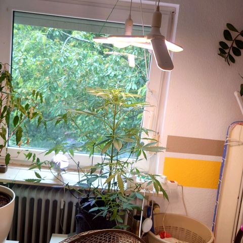 Dosi growlog timeline photo