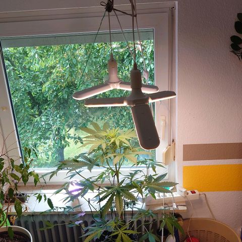 Dosi growlog timeline photo